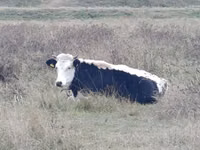 Vaca, Ganado vacuno — foto 2