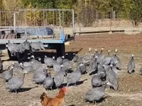 Guinea fowl — عکس 1