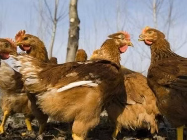 Chickens — Hungary
