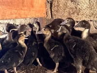 Ducks — fotografija 2