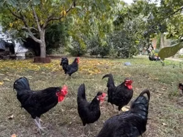 Chickens