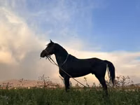Pastuv, Коњи — fotografija 3