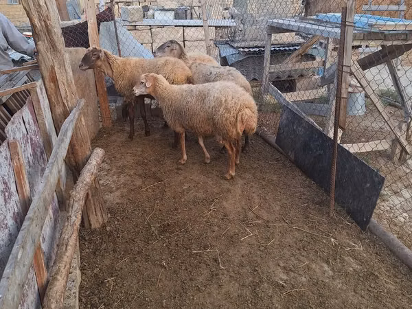 በግ, Sheep