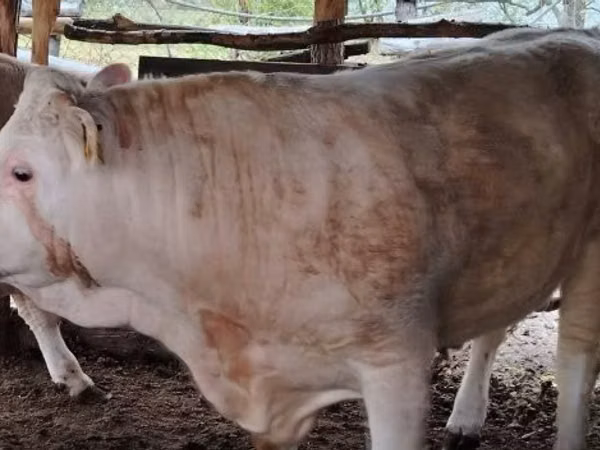 황소, Simmental cattle