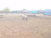 قوچ, Shroshire sheep — عکس 5