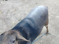 قوچ, Romanov sheep — عکس 2