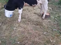 公牛, Holstein breed — 照片 2