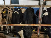 Bull, Cattle — photo 2