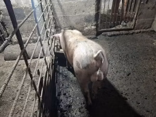 Boar,  — Moldova