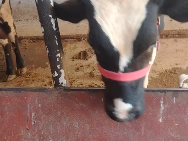 Bull, Russian Black pied cattle — Uzbekistan