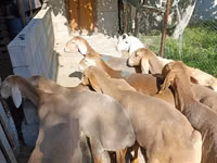 Sheep, Arashan sheep — photo 4