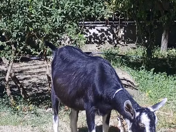Goat, Alpine goat — Uzbekistan