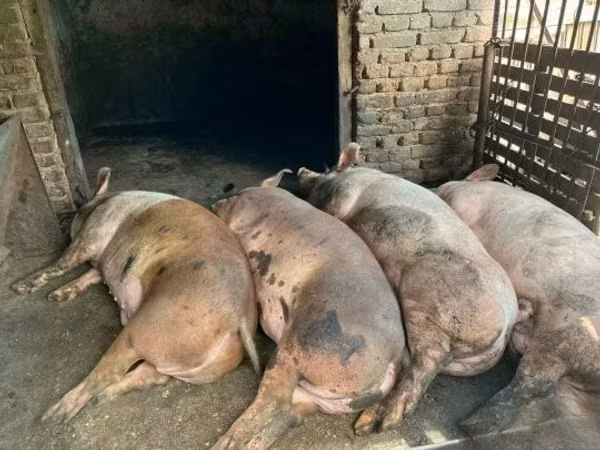 Pigs (batch, sex not specified), 
