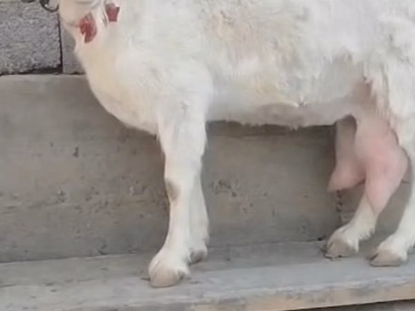 Kambing betina, Saanen goat