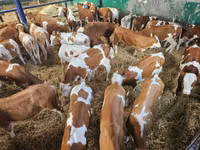 公牛, Simmental cattle — 照片 2