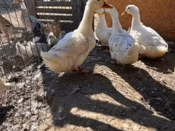 Ducks — Ungarn