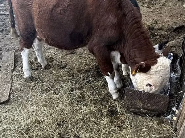 Bull, White-headed Ukrainian — Kazakhstan