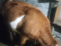 گاو ماده, Latvian Blue cattle — عکس 5