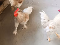 Chickens — photo 3