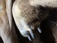 Ko, Swiss cattle — foto 3