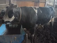 Bull, Cattle — photo 4