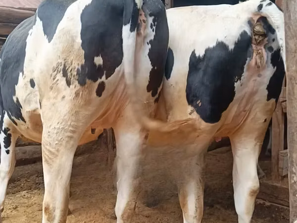 गाय, गोलस्टीन नस्ल
