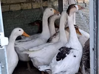 Geese — foto 1