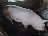 雄豚, 豚 — 写真 2