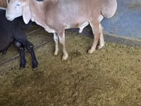 Ram, Edilbay sheep — photo 3