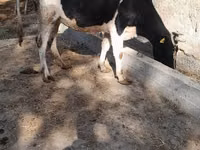 গাভী, Russian Black pied cattle — ছবি 1
