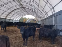 Sigir, Aberdin – Angus — 3-rasm