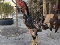 Shamo chickens — photo 1