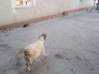 Cabras (lote, sexo no especificado), Cabras — foto 2