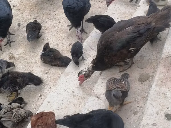 Turkeys — Kirgistaan