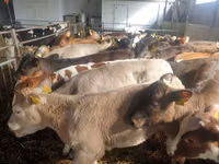 سانڈ, Simmental cattle — تصویر 4