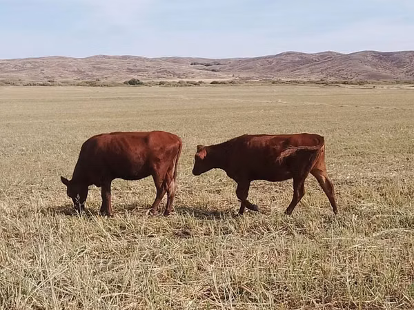 Bull, Cattle — Kazakhstan
