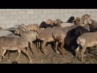 Sheep, Arashan sheep — photo 8