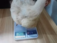 Chickens — акс 1