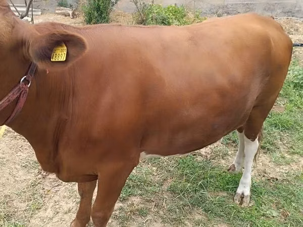 ላም, Simmental cattle