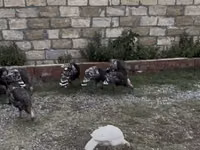 Turkeys — foto 2