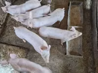 خوک ماده — عکس 5