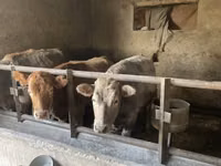 گاو ماده, Russian Black pied cattle — عکس 2
