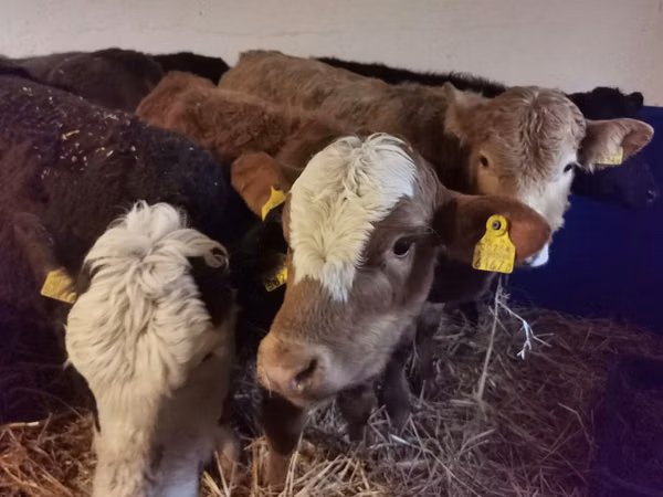 Cattle (batch, sex not specified), Hereford