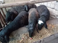 قوچ, Rhon sheep — عکس 1
