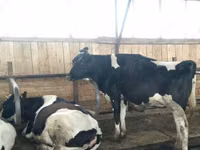 วัวตัวเมีย, Russian Black pied cattle — รูปภาพ 1