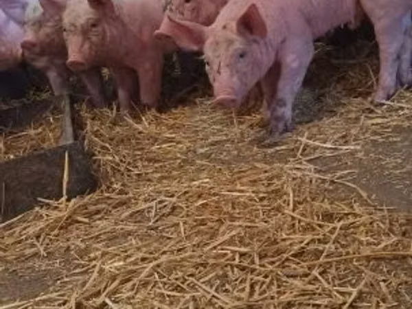 Pigs (batch, sex not specified), 