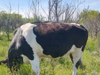 Krowa, Russian Black pied cattle — zdjęcie 2