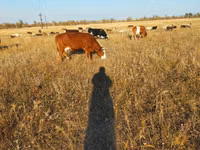 Cow, Latvian Blue cattle — photo 1