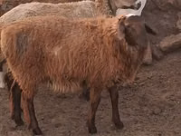 Ram, Hissar sheep — photo 2