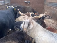 گاو ماده, Simmental cattle — عکس 3